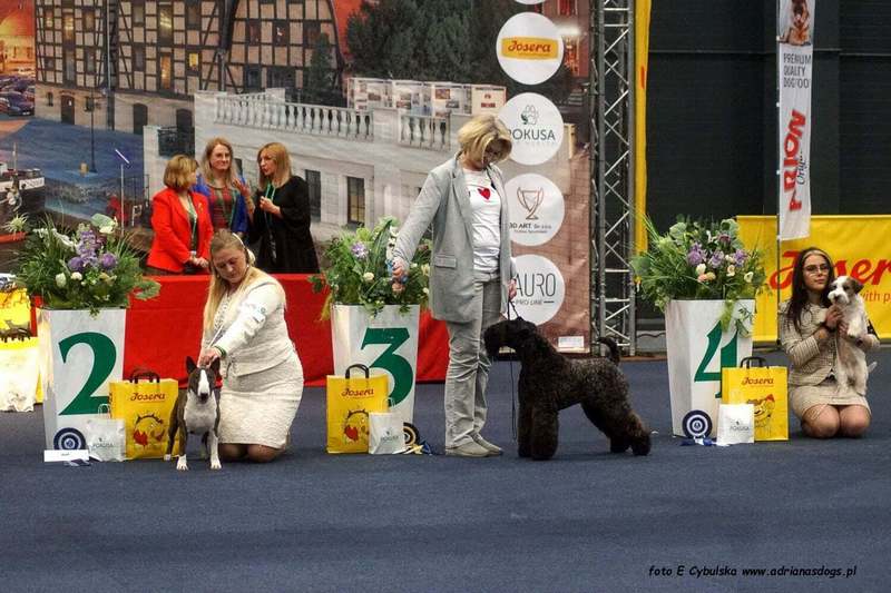 INTERCHAMPION Terrier XENON Z Płockiego Wzgórza