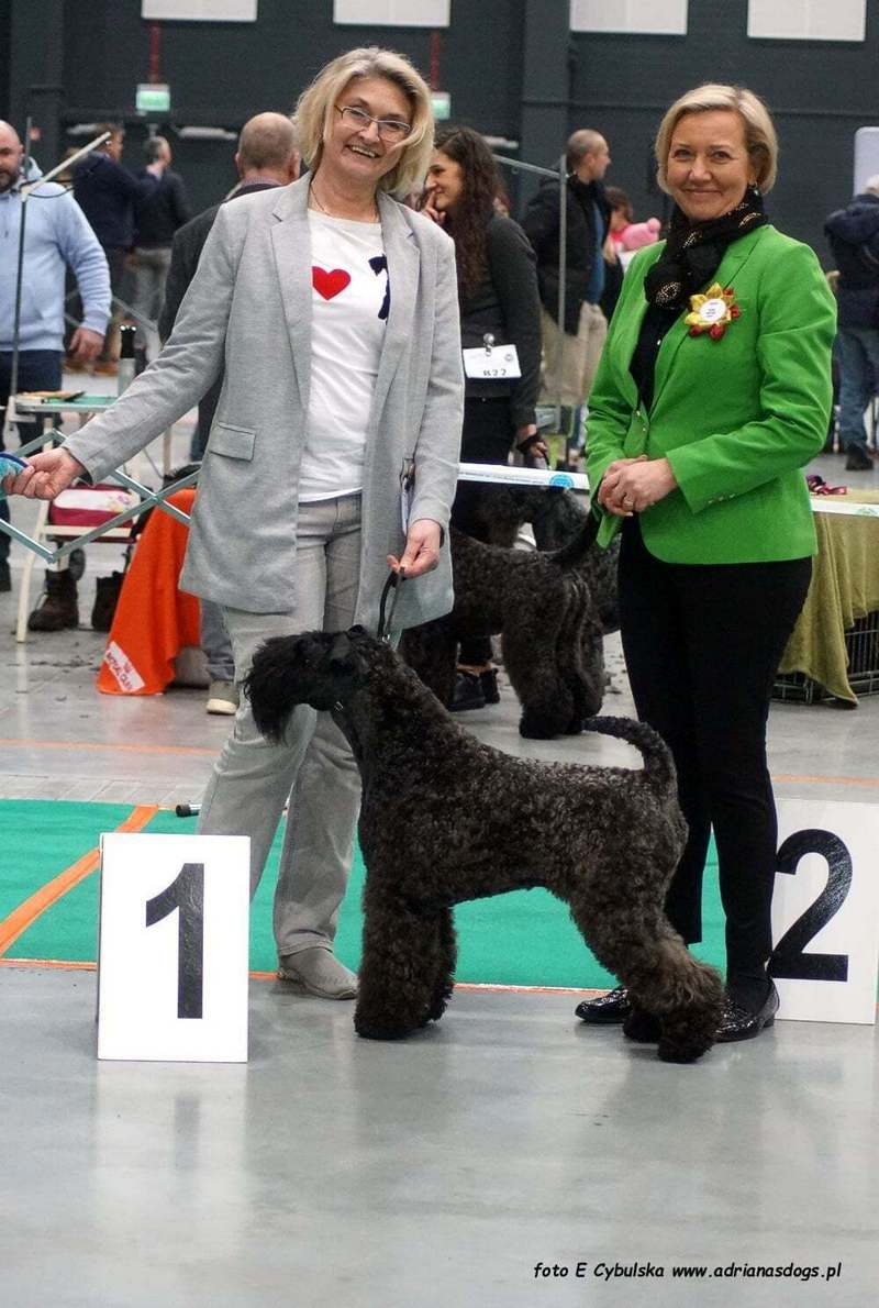 INTERCHAMPION Terrier XENON Z Płockiego Wzgórza