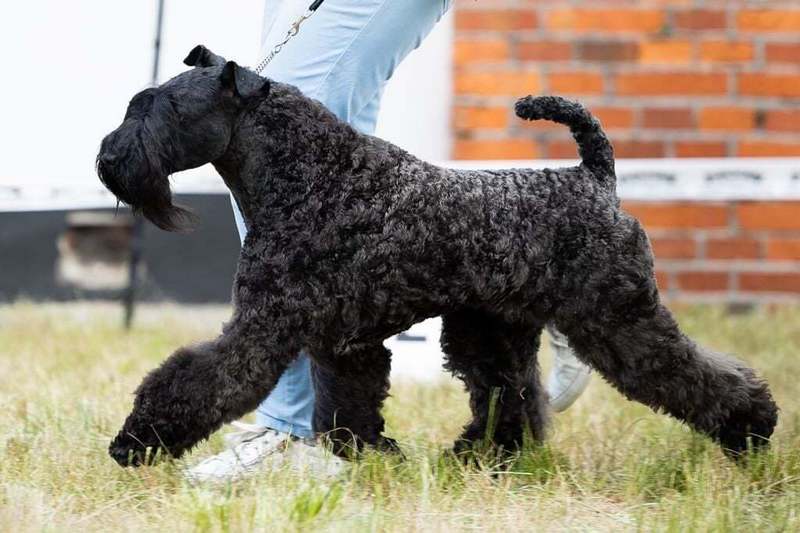 INTERCHAMPION Terrier XENON Z Płockiego Wzgórza