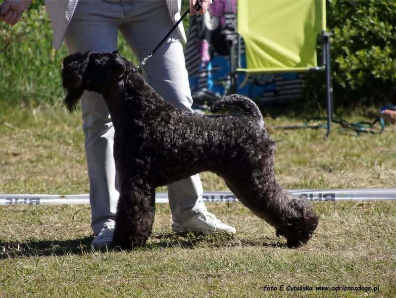 INTERCHAMPION Terrier XENON Z Płockiego Wzgórza