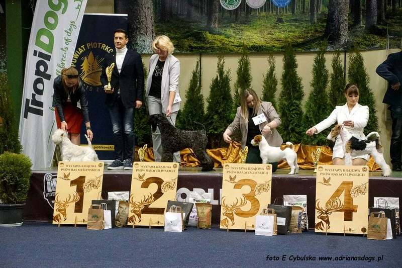 INTERCHAMPION Terrier XENON Z Płockiego Wzgórza