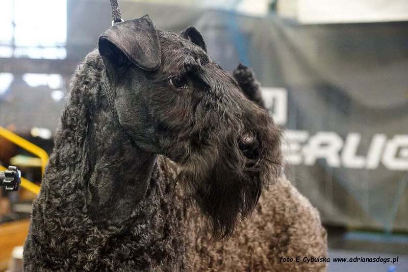 INTERCHAMPION Terrier XENON Z Płockiego Wzgórza