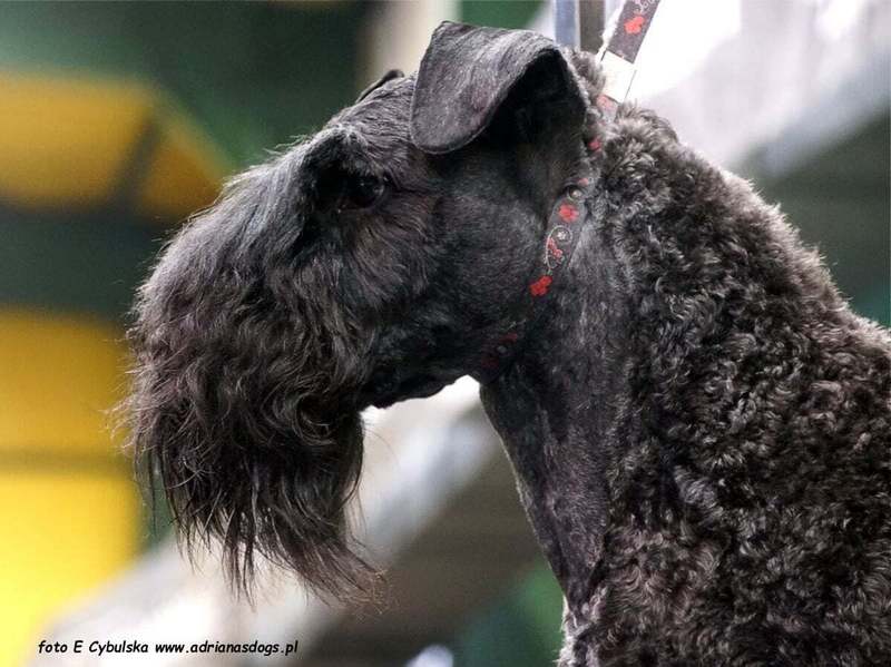 INTERCHAMPION Terrier XENON Z Płockiego Wzgórza
