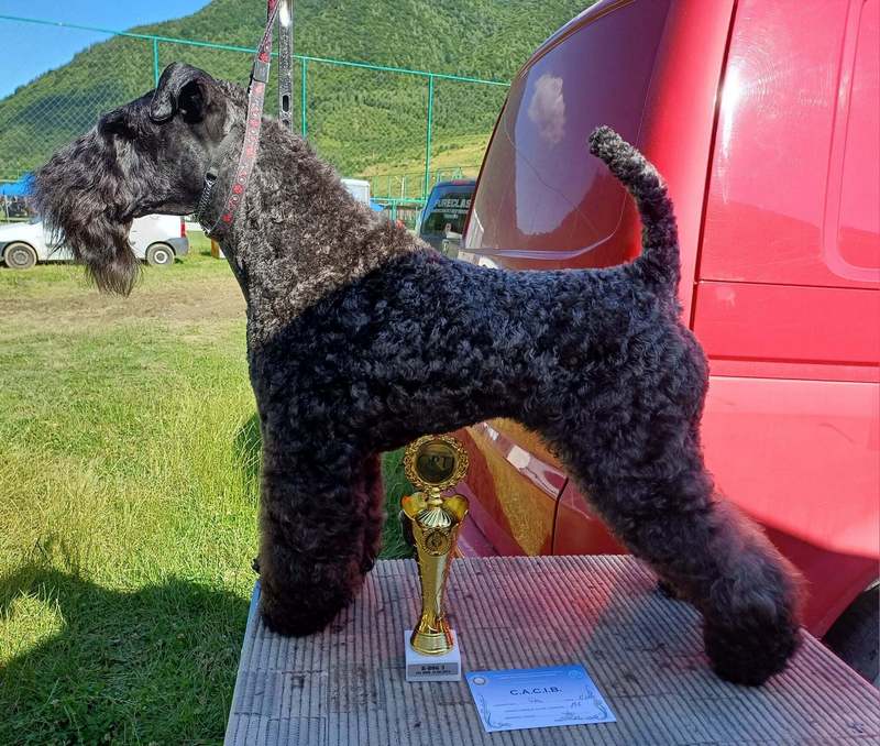 INTERCHAMPION Terrier XENON Z Płockiego Wzgórza 