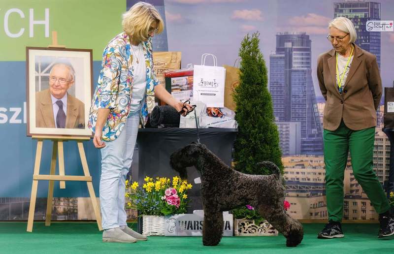 INTERCHAMPION Terrier XENON Z Płockiego Wzgórza